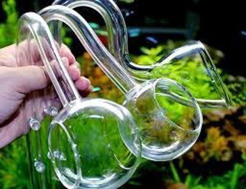 Les Lily Pipes en aquascaping