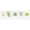 Art Cards Tropica 13x18cm (selection Cyperus) 5 pièces 