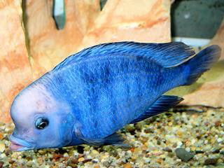CYRTOCARA MOORII