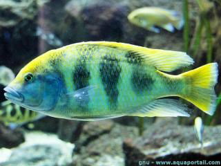 NIMBOCHROMIS VENUSTUS