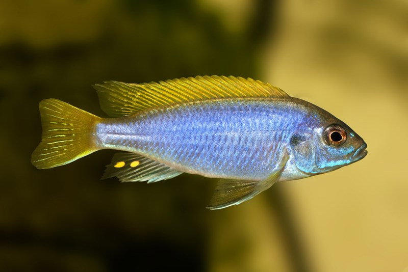 PSEUDOTROPHEUS ACEI