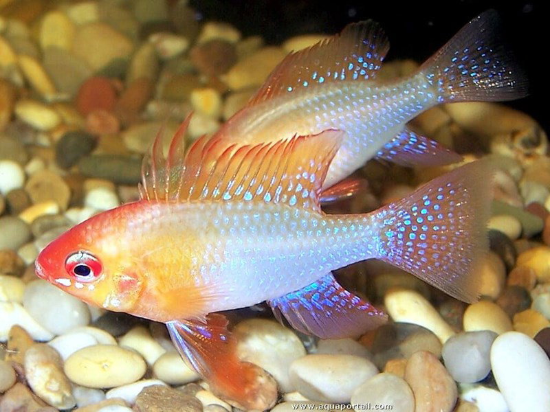 MIKROGEOPHAGUS RAMIREZI SOLID BLUE GOLD