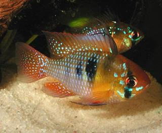 MIKROGEOPHAGUS RAMIREZI BLACK DEVIL