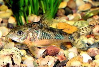 CORYDORAS PALEATUS