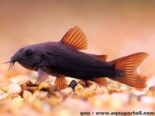 CORYDORAS AENEUS "BLACK VENEZUELA"