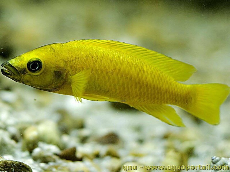 LAMPROLOGUS LELEUPI