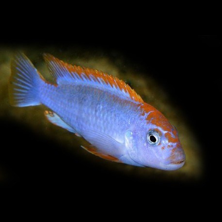 PSEUDOTROPHEUS RED TOP NDUMBI