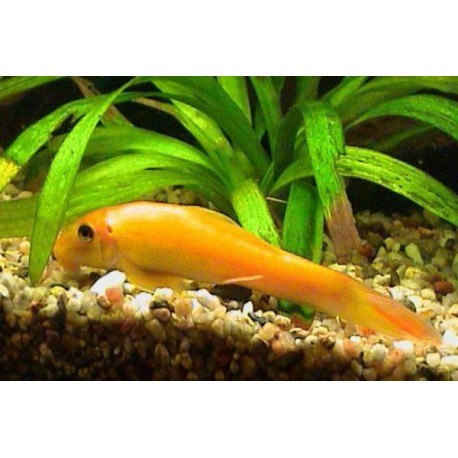 GYRINOCHEILUS AYMONIERI GOLD
