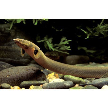 ERPETOICHTHYS CALABARICUS