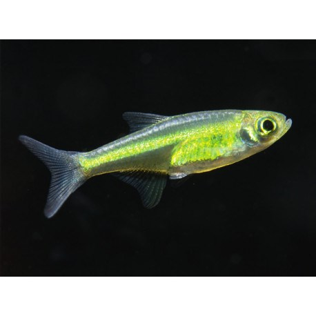 MICRODEVARIO KUBOTAI
