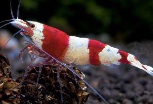 CARIDINA CRYSTAL RED