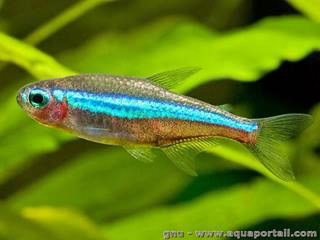 PARACHEIRODON SIMULANS