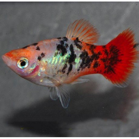 XIPHOPHORUS MACULATUS SHOWA TRICOLOR