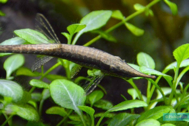 FARLOWELLA ACUS