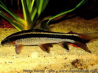EPALZEORHYNCHOS KALOPTERUS