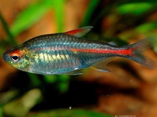 HEMIGRAMMUS ERYTHROZONUS