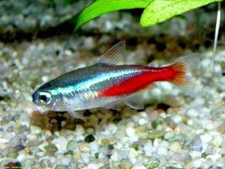 PARACHEIRODON INNESI