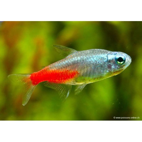 PARACHEIRODON INNESI DIAMANT