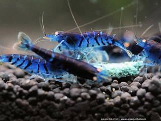 CARIDINA ELECTRIC BLUE