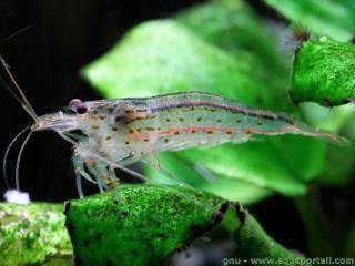 CARIDINA JAPONICA