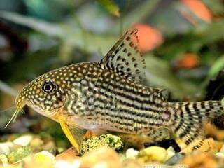 CORYDORAS STERBAI