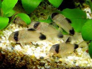 CORYDORAS PANDA