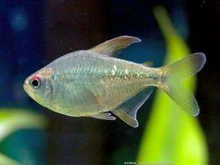MOENKHAUSIA PITTIERI