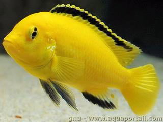LABIDOCHROMIS YELLOW KAKUSA