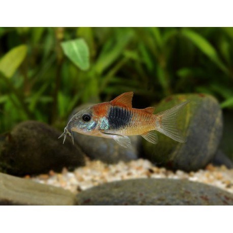 CORYDORAS AENEUS "ORANGE VENEZUELA"