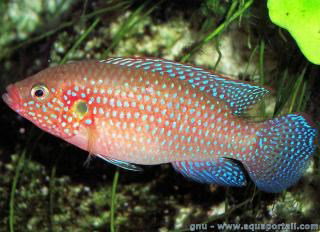 HEMICHROMIS LIFFALILI