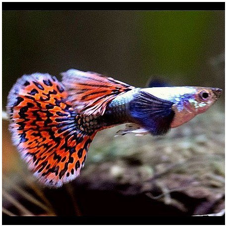 GUPPY DUMBO 1 mâle + 3 femelles