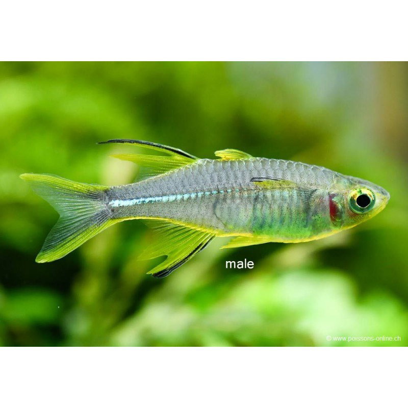 TELMATHERINA LADIGESI