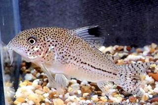 CORYDORAS JULLI
