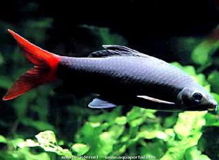 EPALZEORHYNCOS BICOLOR 