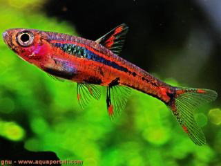 BORARAS BRIGITTAE