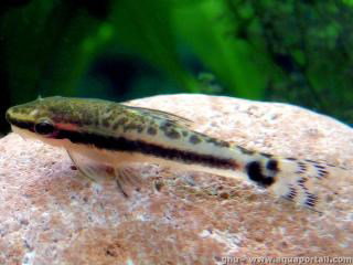 OTOCINCLUS AFFINIS