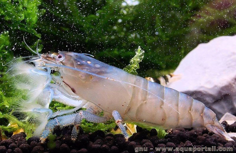 ATYA GABONENSIS - Crevette du Gabon