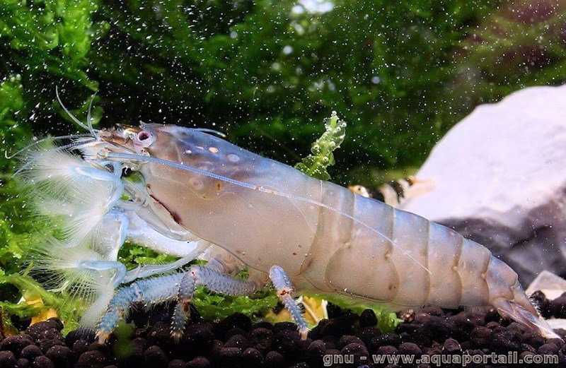 ATYOPSIS GABONENSIS