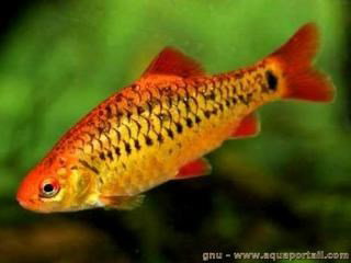 BARBUS PUNTIUS SCHUBERTI