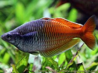 MELANOTAENIA BOESEMANI