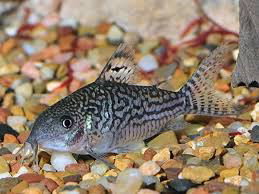 CORYDORAS ELEGANS