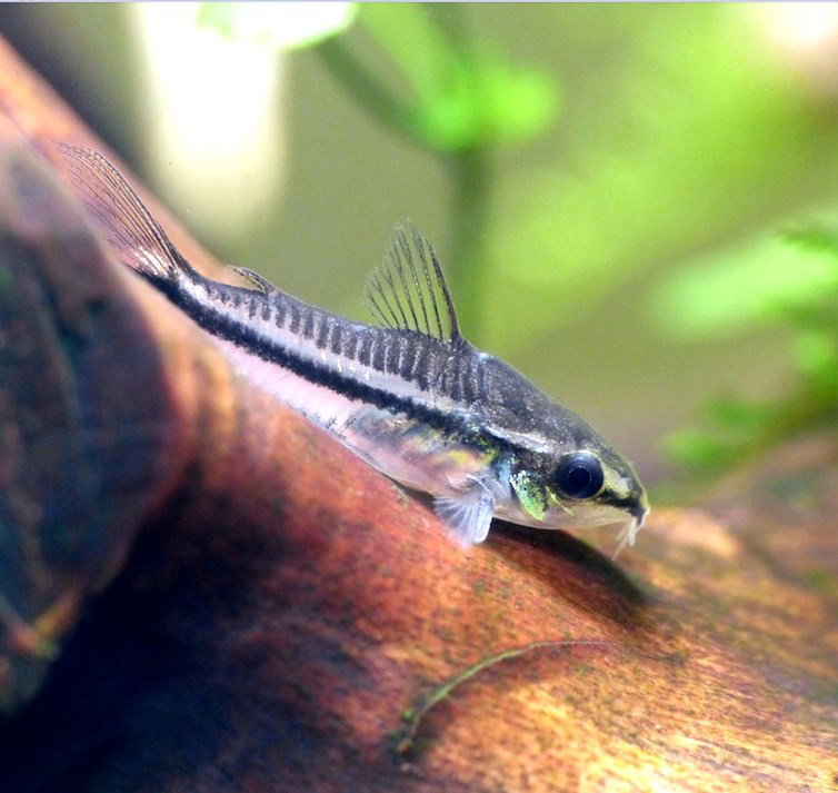 CORYDORAS PYGMAEUS