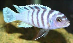 MAYLANDIA ZEBRA