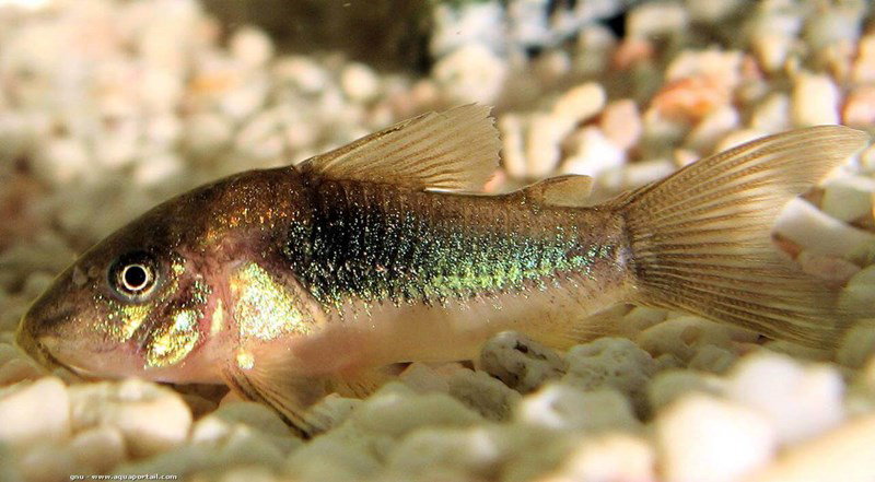 CORYDORAS AENEUS