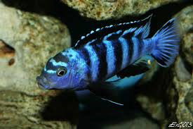 CHINDONGO SAULOSI 