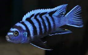 CYNOTILAPIA AFRA 