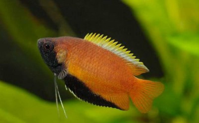 COLISA CHUNA