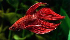 BETTA SPLENDENS