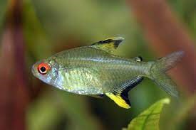 HYPHESSOBRYCON PULCHRIPINNIS