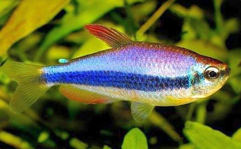 INPAICHTHYS KERRI